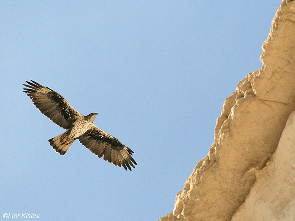 עיט ניצי Bonellis Eagle Hieraaetus fasciatus                                  עין עבדת,מרכז הנגב,אוקטובר 2007.